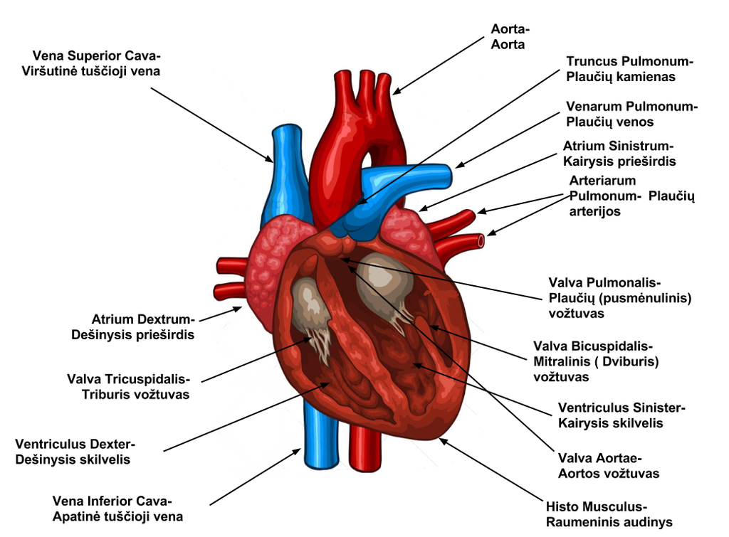 minimalus širdies širdies sveikata